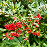 Rot Firethorn Blumensamen zur Aussaat farbenfroh Schau Traditionssorte & ohne Gentechnik Samen Hausgarten