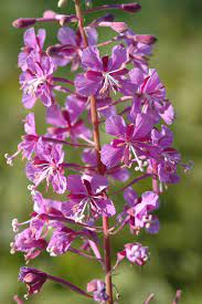 Mature Fireweed Pflanzen Blooming with Pink Blumen