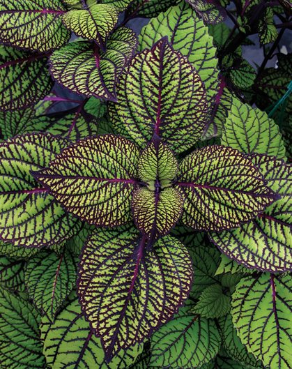 Grün & Schwarz Buntnessel Blumensamen zur Aussaat Landhaus Garten wichtig Traditionssorte & ohne Gentechnik Samen Hausgarten