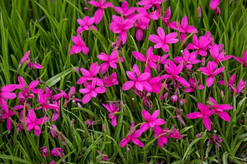 Rhodohypoxis Blume Samen zur Aussaat