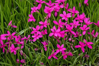 Rhodohypoxis Blume Samen zur Aussaat
