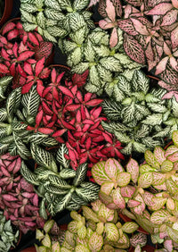 Mischung Fittonia Nerve Blumensamen zur Aussaat Schnitt Blume beliebt Traditionssorte & ohne Gentechnik Samen Hausgarten