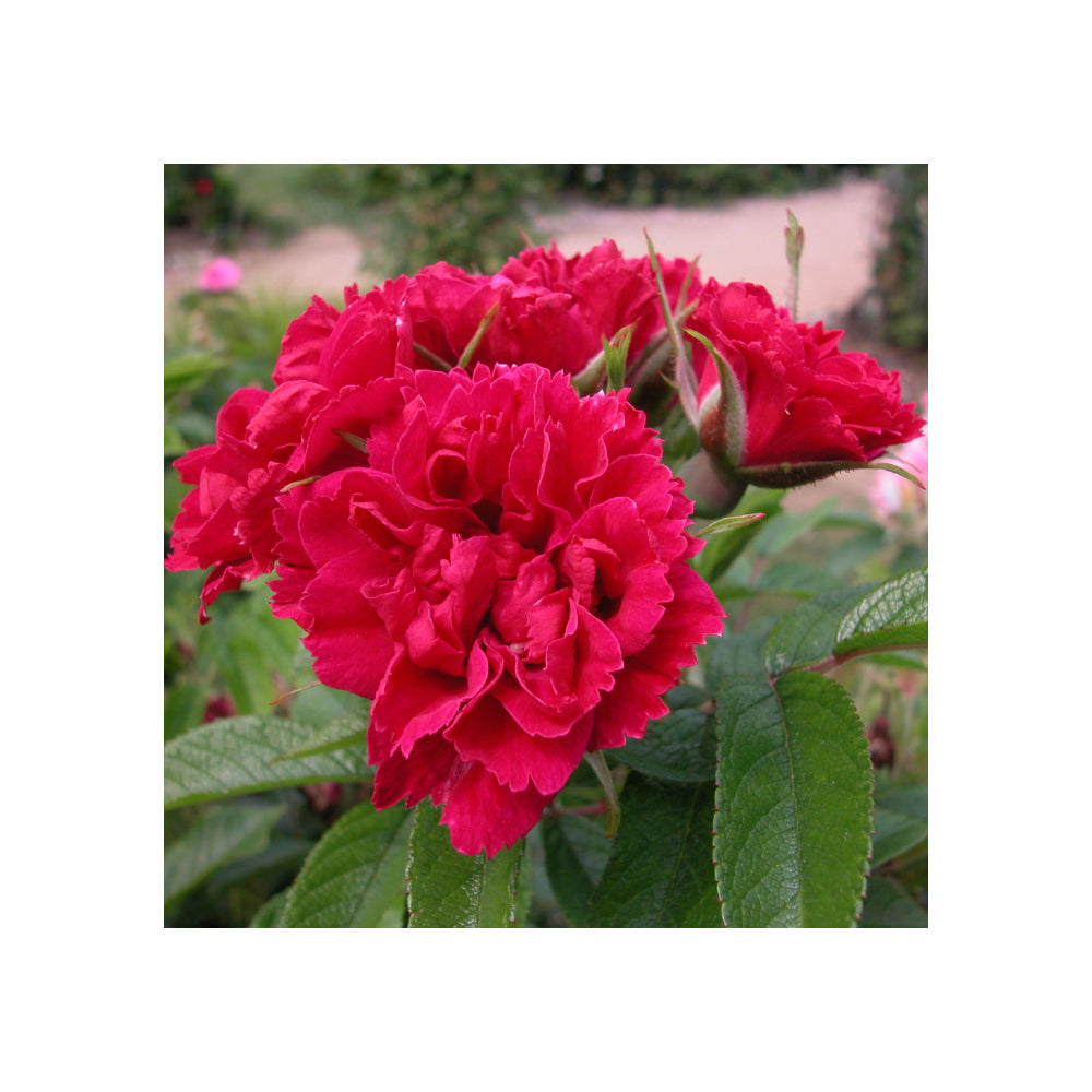 Kastanienrot Rugosa Rose Blumensamen zur Aussaat – Garten beliebt – Traditionssorte & ohne Gentechnik Samen Hausgarten