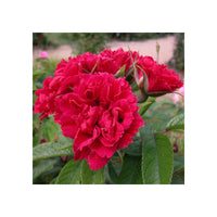 Kastanienrot Rugosa Rose Blumensamen zur Aussaat – Garten beliebt – Traditionssorte & ohne Gentechnik Samen Hausgarten