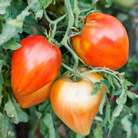 Heart Tomate Solanum lycopersicum Samen zum Pflanzen in Gemüse Patch & Garden