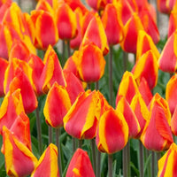 Tulpe Blumensamen – leuchtend Gelb und Rot Blüten Garten Aussaat