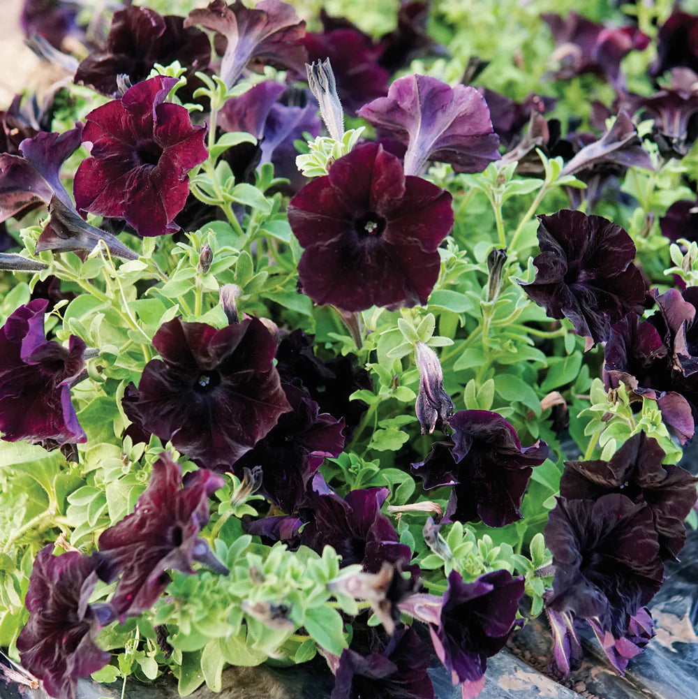 Braun Petunie Blumensamen zur Aussaat Traditionssorte ohne Gentechnik Samen Anzucht Garten Blüten kompakt Wuchs