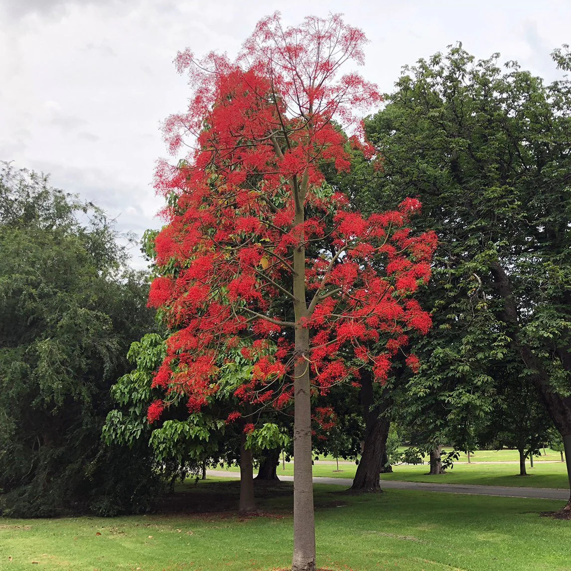 Brachychiton Acerifolius Blumensamen zur Aussaat Anzucht Traditionssorte & ohne Gentechnik Samen Hausgarten