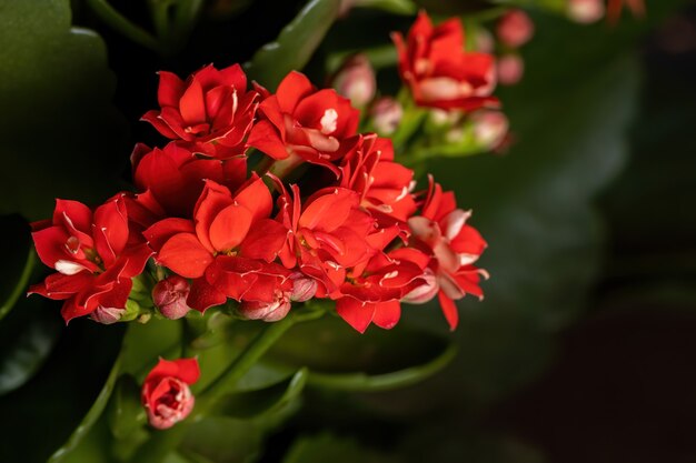 Gemischt Flammendes Käthchen Blumensamen zur Aussaat Schnitt Blume beliebt Traditionssorte & ohne Gentechnik Samen Hausgarten