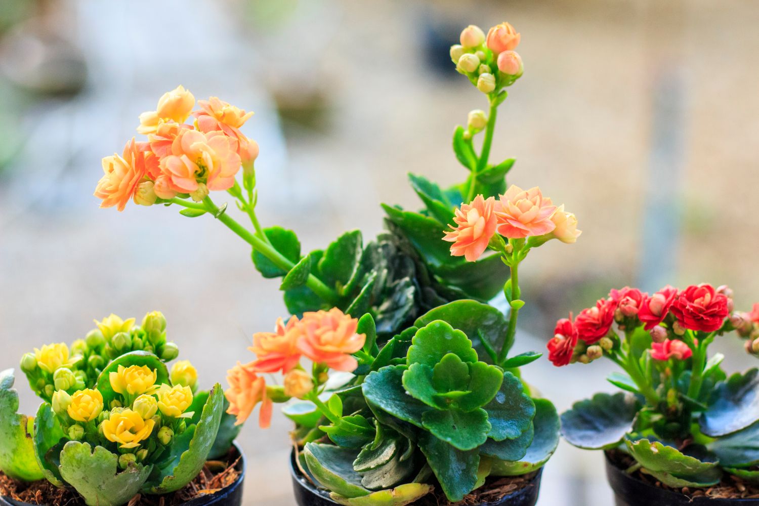 Flammendes Käthchen Blumensamen zur Aussaat – saisonal Dauerblüher – Traditionssorte & ohne Gentechnik Samen Hausgarten
