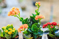 Flammendes Käthchen Blumensamen zur Aussaat – saisonal Dauerblüher – Traditionssorte & ohne Gentechnik Samen Hausgarten