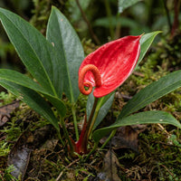 Pigtail Flamingoblume Blumensamen zur Aussaat duftend Blüten Traditionssorte & ohne Gentechnik Samen Hausgarten