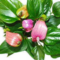 Rosa Flamingoblume Andraeanum Blumensamen zur Aussaat – Traditionssorte – ohne Gentechnik – lang Blüte – Keimung