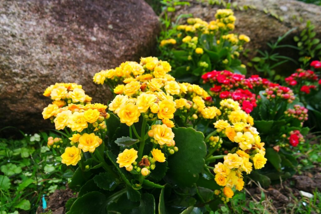 Rot Gelb Flammendes Käthchen Blumensamen zur Aussaat – ideal Rabatten – Traditionssorte & ohne Gentechnik Samen Hausgarten