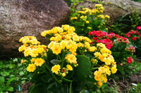 Rot Gelb Flammendes Käthchen Blumensamen zur Aussaat – ideal Rabatten – Traditionssorte & ohne Gentechnik Samen Hausgarten