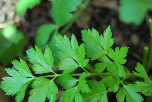 Flat Leaf Parsley Pflanzen with bright green serrated leaves