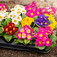 Gemischt Malacoides Blumensamen zur Aussaat – saisonal Dauerblüher – Traditionssorte & ohne Gentechnik Samen Hausgarten