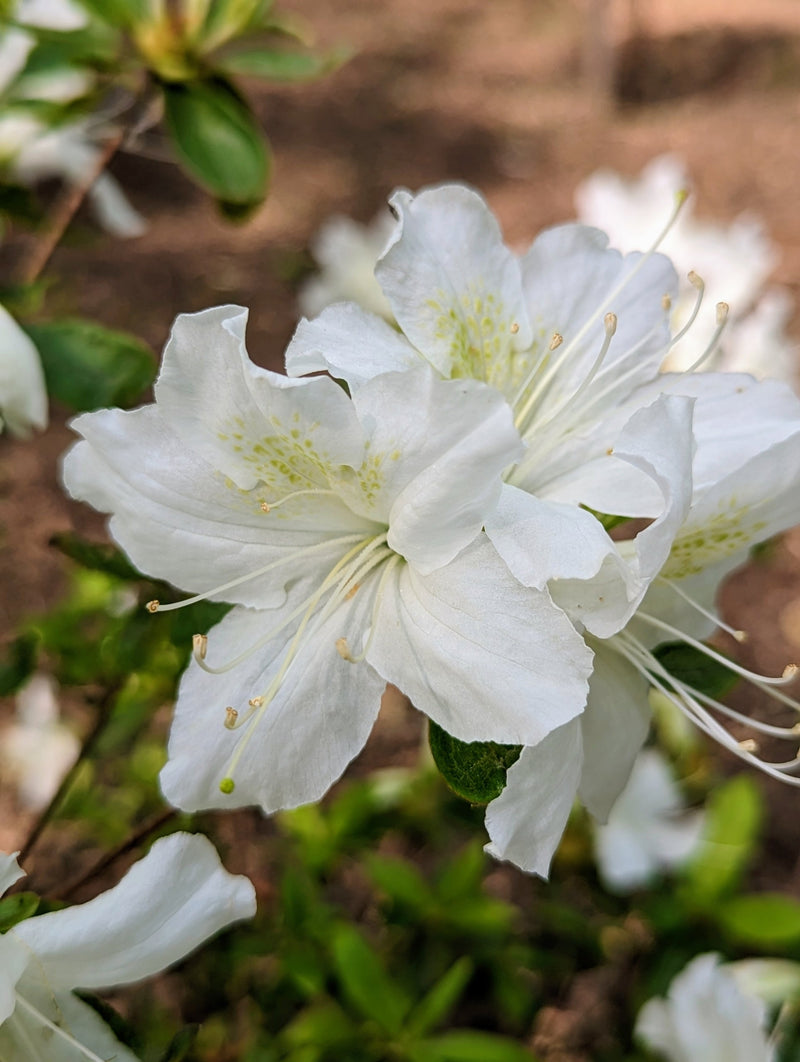 Flat weiß azalea blume samen for anpflanzung