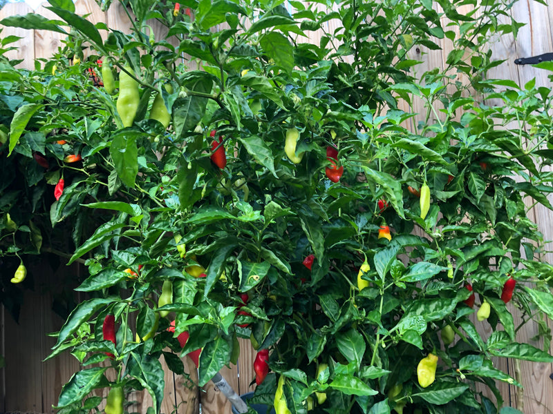Flavorful pimento pepper samen für warm season wachsend