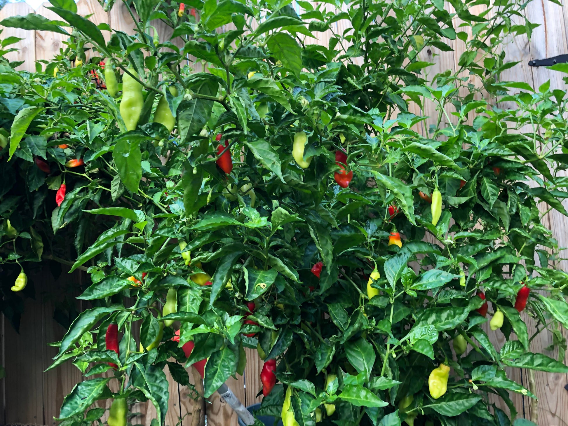 Flavorful pimento pepper samen für warm season wachsend