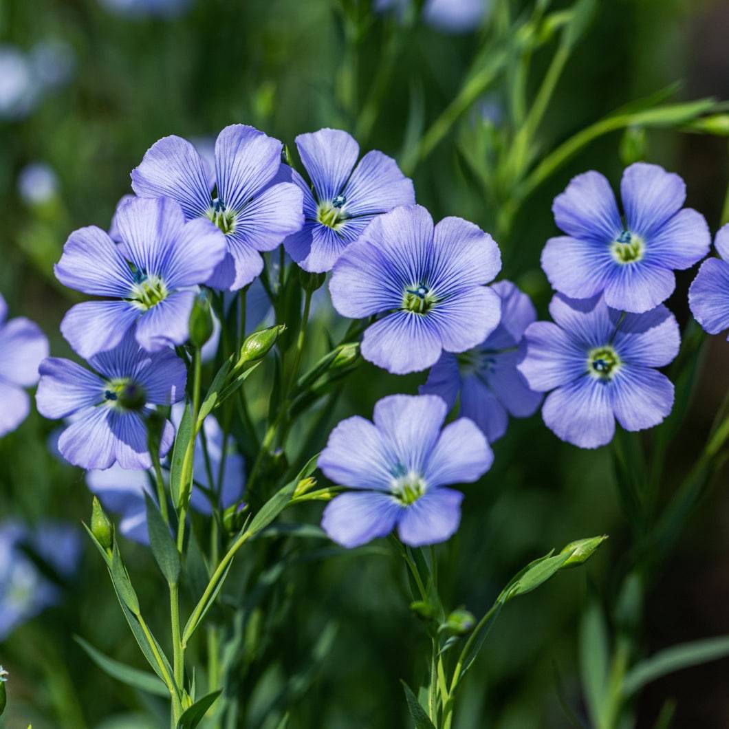 Flax Blumensamen zur Aussaat Garten beliebt Traditionssorte & ohne Gentechnik Samen Hausgarten
