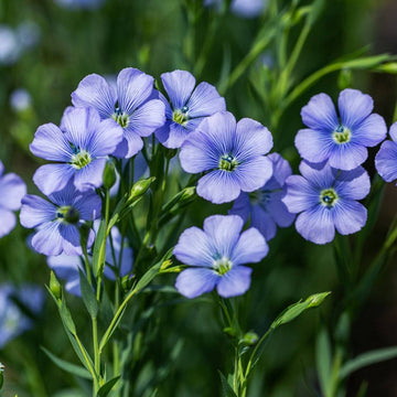 Flax Blumensamen zur Aussaat Garten beliebt Traditionssorte & ohne Gentechnik Samen Hausgarten