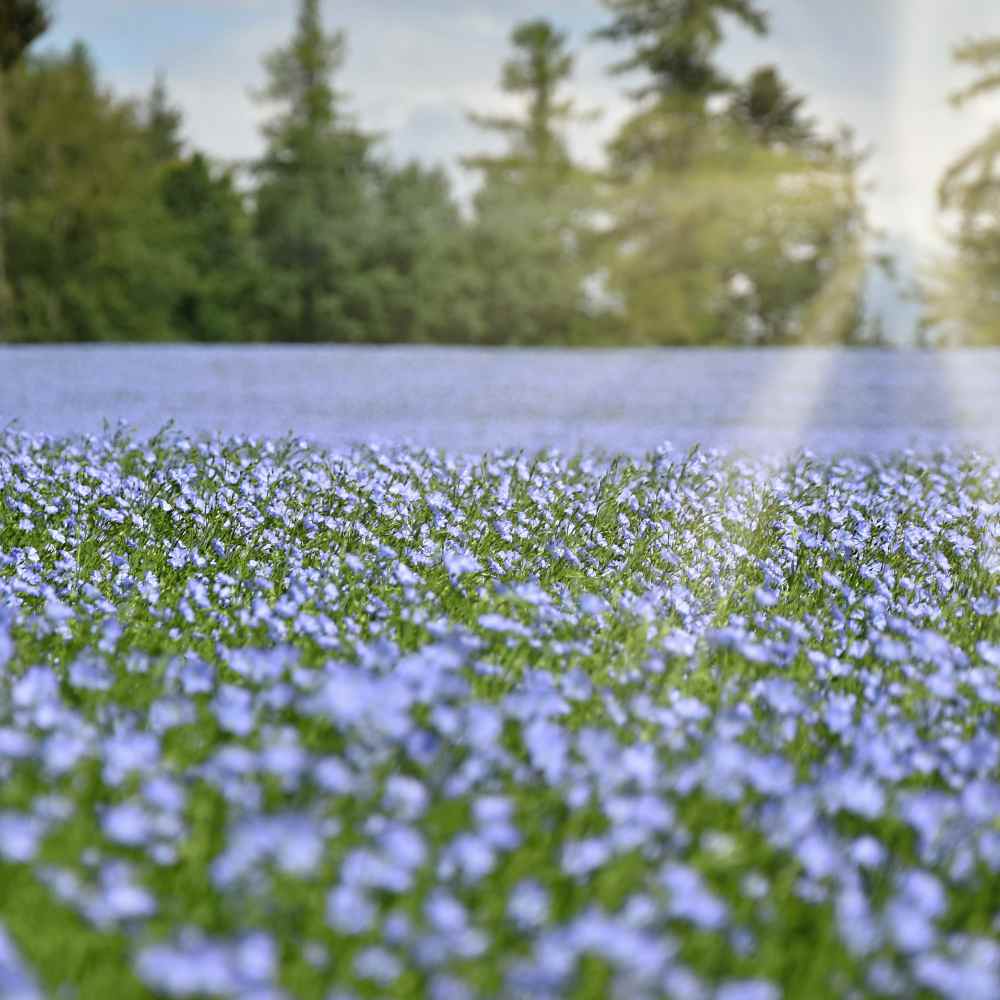 Flax fine green foliage grown from Samen