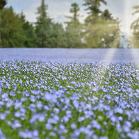 Flax fine green foliage grown from Samen