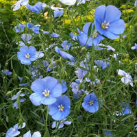 Flax wildflower meadow grown from Samen