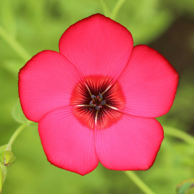 Scarlet flax blume samen for anpflanzung long bloom season heirloom & gmo free samen for home garten 
 
 sale for anpflanzung in home garten