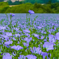 Flax Samen Linum usitatissimum blue wildflower Pflanze