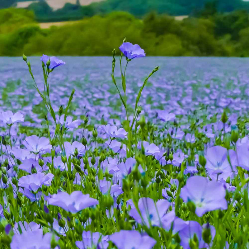 Flax Samen Linum usitatissimum blue wildflower Pflanze