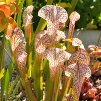 Carnivorous Blumensamen zur Aussaat – Garten beliebt – Traditionssorte & ohne Gentechnik Samen Hausgarten