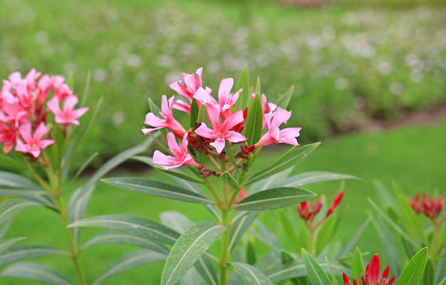Traditionssorte Laurel Blumensamen zur Aussaat ideal Rabatten Traditionssorte & ohne Gentechnik Samen Hausgarten