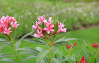 Traditionssorte Laurel Blumensamen zur Aussaat ideal Rabatten Traditionssorte & ohne Gentechnik Samen Hausgarten