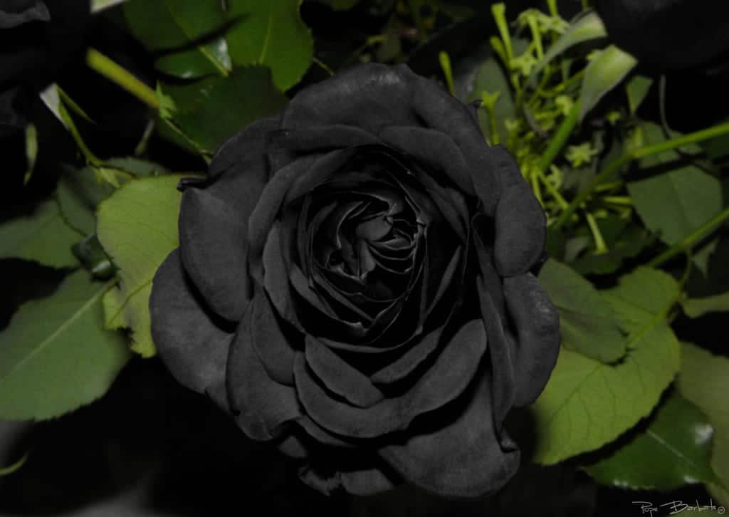Rare schwarz rose blume samen for striking colorful anpflanzung