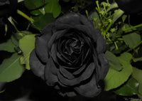Rare schwarz rose blume samen for striking colorful anpflanzung