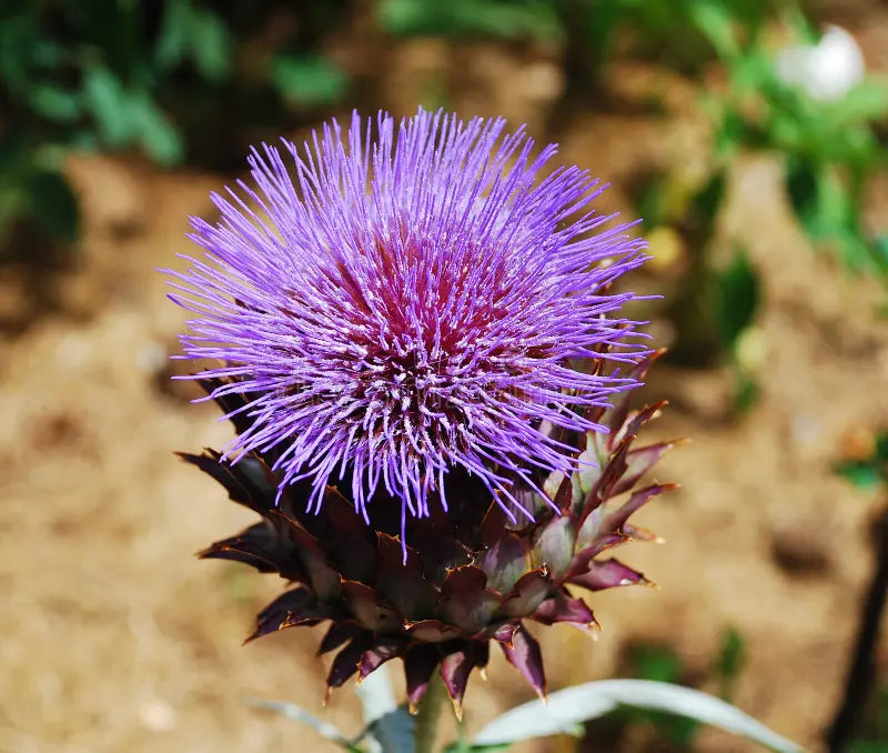 Traditionssorte Cardo Gigante Blumensamen zur Aussaat Halbschatten verträglich Traditionssorte & ohne Gentechnik Samen Hausgarten