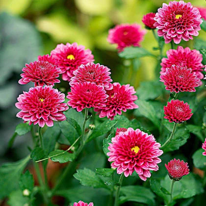 klein Rosa Chrysantheme Blumensamen zur Aussaat – Bestäuber freundlich – Traditionssorte & ohne Gentechnik Samen Hausgarten