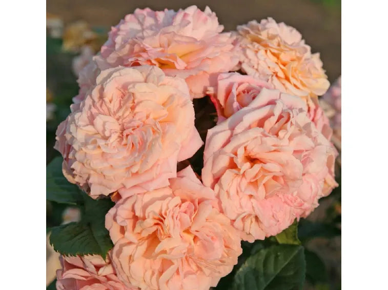 Rosa kletternd Roses Blumensamen zur Aussaat – Anzucht – Traditionssorte & ohne Gentechnik Samen Hausgarten
