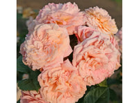 Rosa kletternd Roses Blumensamen zur Aussaat – Anzucht – Traditionssorte & ohne Gentechnik Samen Hausgarten