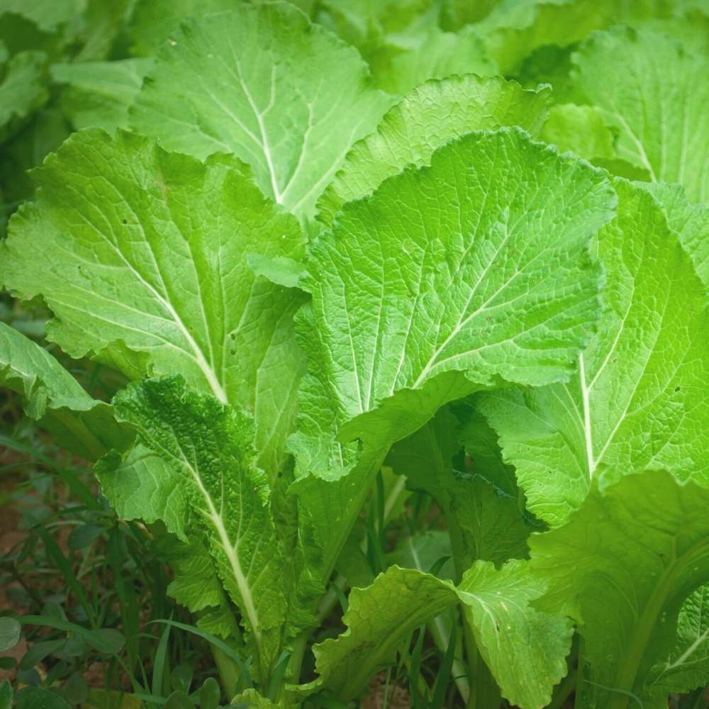 Florida Broadleaf Mustard Kraut with tender green leaves