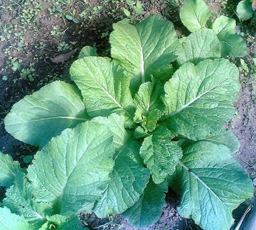 Florida Broadleaf Mustard Pflanze with large green leaves in Garten