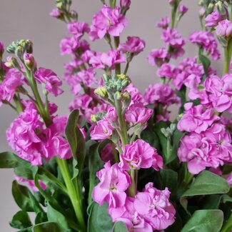 klein Rosa Levkoje Incana Blumensamen zur Aussaat – duftend Blüten – Traditionssorte & ohne Gentechnik Samen Hausgarten