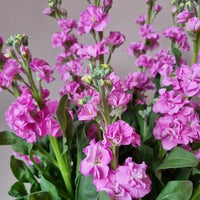 klein Rosa Levkoje Incana Blumensamen zur Aussaat – duftend Blüten – Traditionssorte & ohne Gentechnik Samen Hausgarten