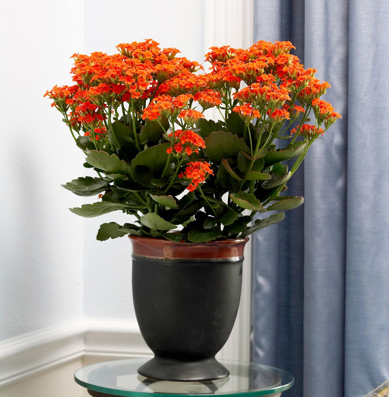 Orange Flammendes Käthchen Blumensamen zur Aussaat robust Sorte Traditionssorte & ohne Gentechnik Samen Hausgarten