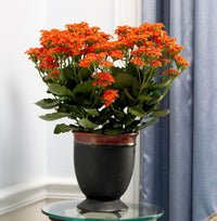 Orange Flammendes Käthchen Blumensamen zur Aussaat robust Sorte Traditionssorte & ohne Gentechnik Samen Hausgarten