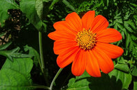 Mexican Blumensamen zur Aussaat saisonal Dauerblüher Traditionssorte & ohne Gentechnik Samen Hausgarten