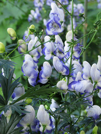 Blau Aconitum Blumensamen zur Aussaat – sonnenliebend – Traditionssorte & ohne Gentechnik Samen Hausgarten