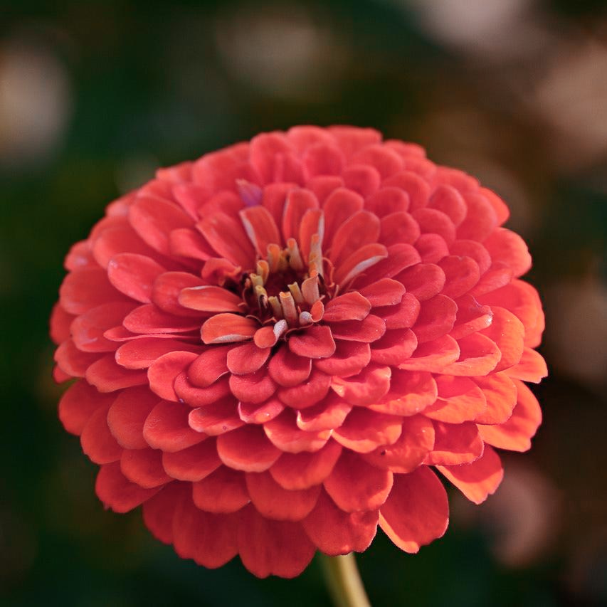 Zinnie Dreamland Coral Blumensamen leuchtend Coral Blüten